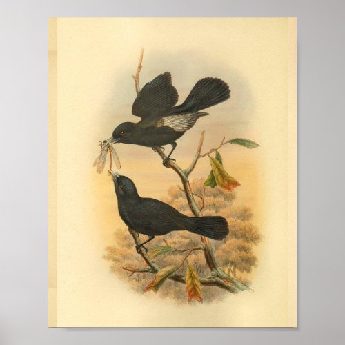 Ugi Island Black Flycatcher Bird Vintage Print