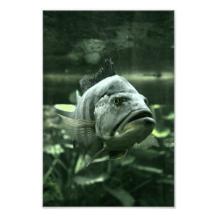 Ugly Aquarium Fish Photo Print