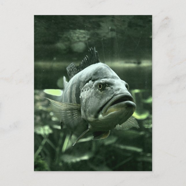 Ugly Aquarium Fish Postcard (Front)