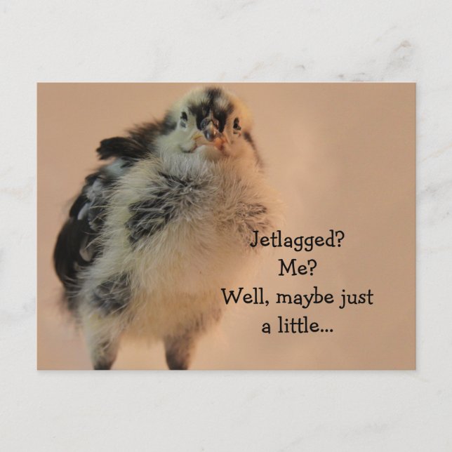 Ugly Chick Postcard (Front)