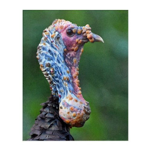 Ugly Lumpy Wild Turkey Photographic Art