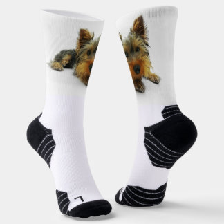 ugly socks dog