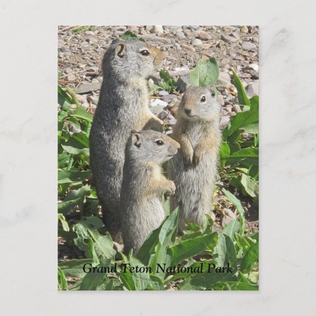 Uinta Ground Squirrel Family Postcard (Front)