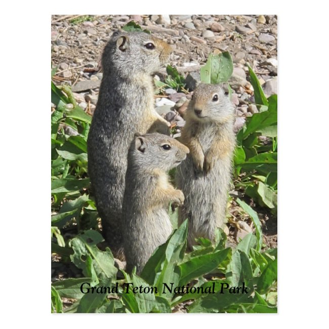 Uinta Ground Squirrel Family Postcard
