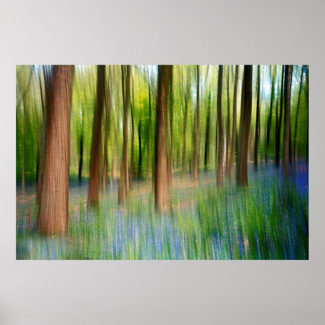 UK England | Bluebell Oak Woodland in Springtime Poster (Front)