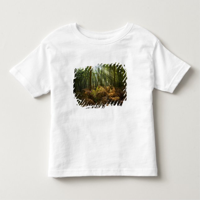 UK, England. Rays of sunlight streaming through Toddler T-shirt (Front)
