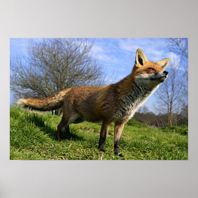 UK, England. Red Fox Vulpes vulpes) in Poster (Front)