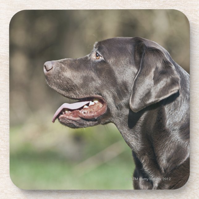 UK, England, Suffolk, Thetford Forest, Profile Drink Coaster (Front)