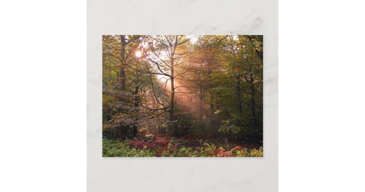 UK. Forest of Dean. Sunbeam penetrating a Postcard | Zazzle