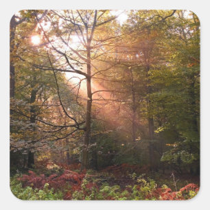 UK. Forest of Dean. Sunbeam penetrating a Square Sticker