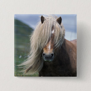 UK, Scotland, Shetland Islands, Shetland pony Button