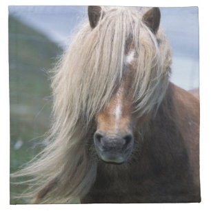 UK, Scotland, Shetland Islands, Shetland pony Cloth Napkin