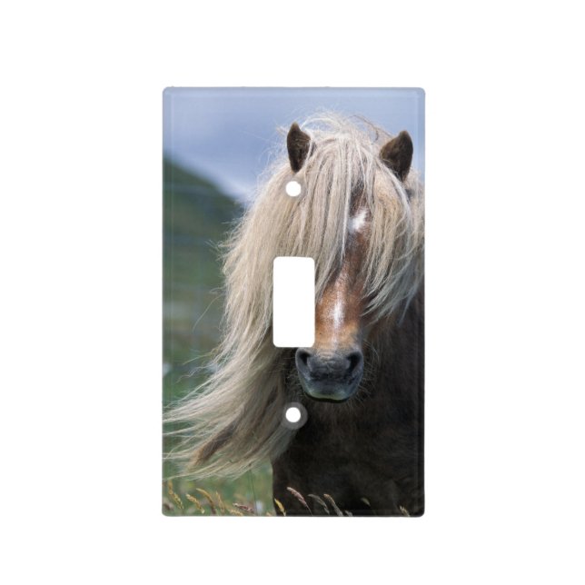 UK, Scotland, Shetland Islands, Shetland pony Light Switch Cover (Front)