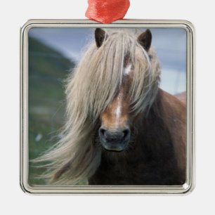 UK, Scotland, Shetland Islands, Shetland pony Metal Ornament