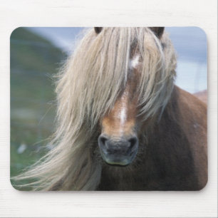 UK, Scotland, Shetland Islands, Shetland pony Mouse Pad