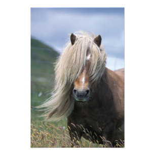 UK, Scotland, Shetland Islands, Shetland pony Photo Print