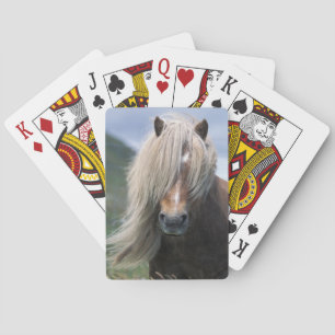 UK, Scotland, Shetland Islands, Shetland pony Poker Cards