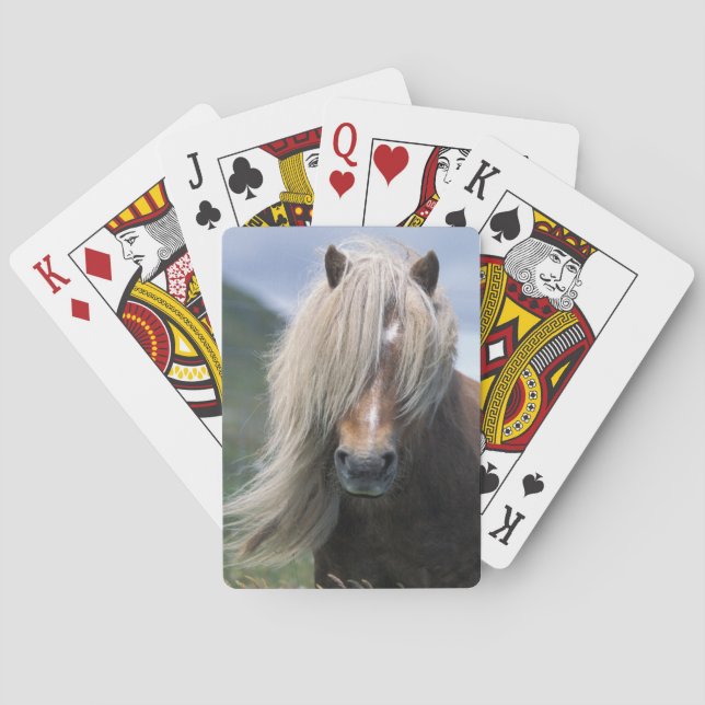 UK, Scotland, Shetland Islands, Shetland pony Poker Cards (Back)