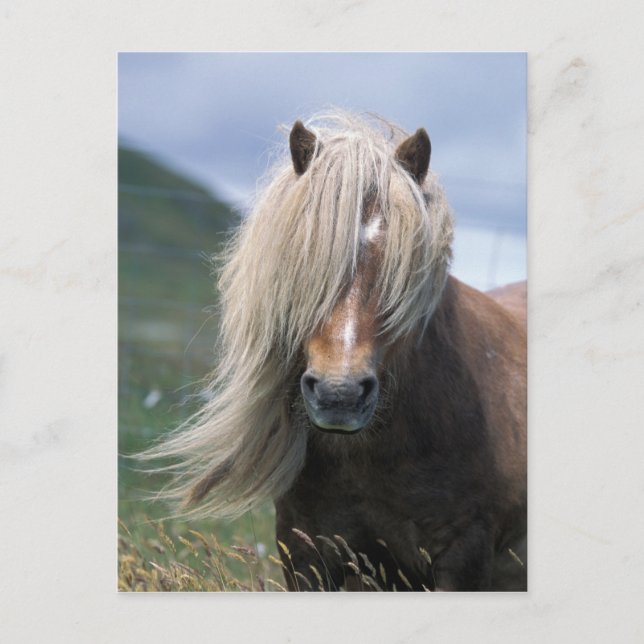 UK, Scotland, Shetland Islands, Shetland pony Postcard (Front)
