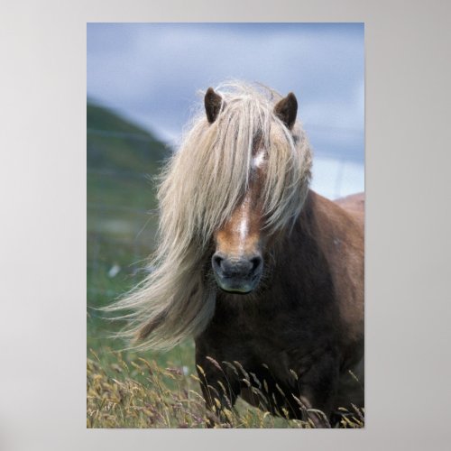 UK Scotland Shetland Islands Shetland pony Poster