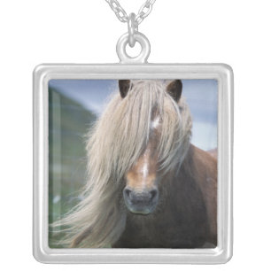 UK, Scotland, Shetland Islands, Shetland pony Silver Plated Necklace