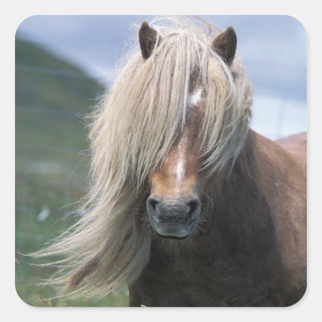 UK, Scotland, Shetland Islands, Shetland pony Square Sticker (Front)