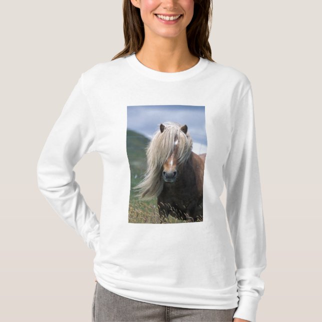 UK, Scotland, Shetland Islands, Shetland pony T-Shirt (Front)
