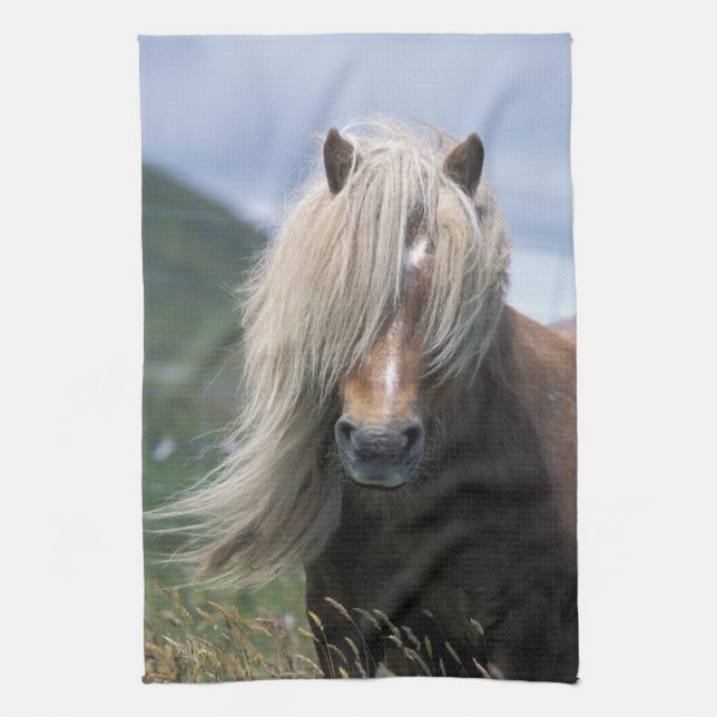 UK, Scotland, Shetland Islands, Shetland pony Towel (Vertical)