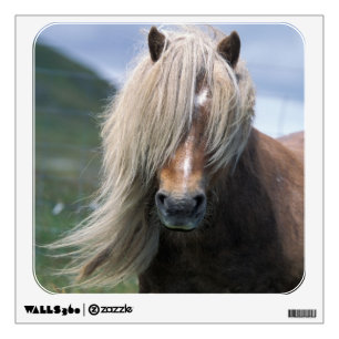 UK, Scotland, Shetland Islands, Shetland pony Wall Sticker