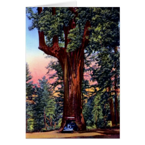 Ukiah California Chandelier Tree Redwood Drive Thr
