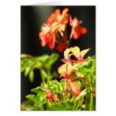 Ukrainian Flowers (Front)