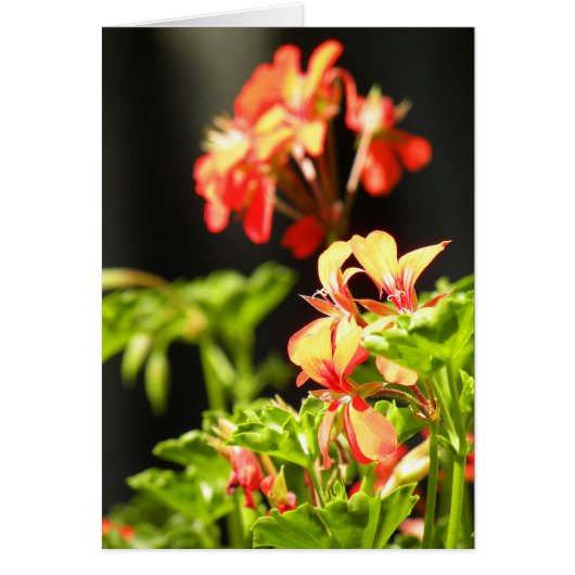 Ukrainian Flowers (Front)