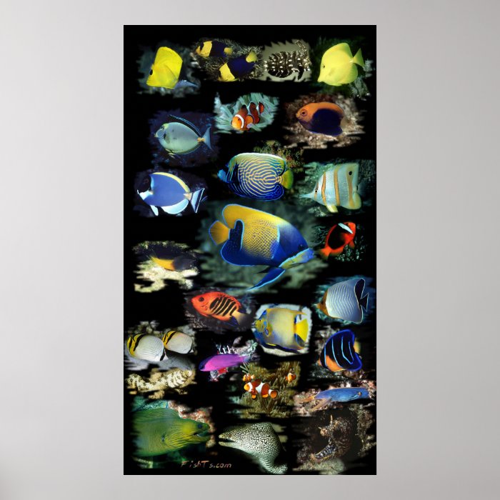 Ultimate Reef Fish Poster