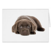 Ultra Cute Labrador Puppy (Front Horizontal)