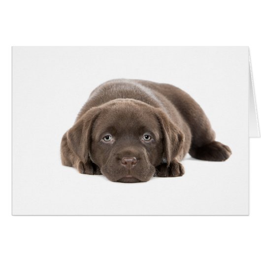 Ultra Cute Labrador Puppy Cards (Front Horizontal)