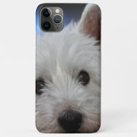 Ultra Cute Pestie Westie White Terrier