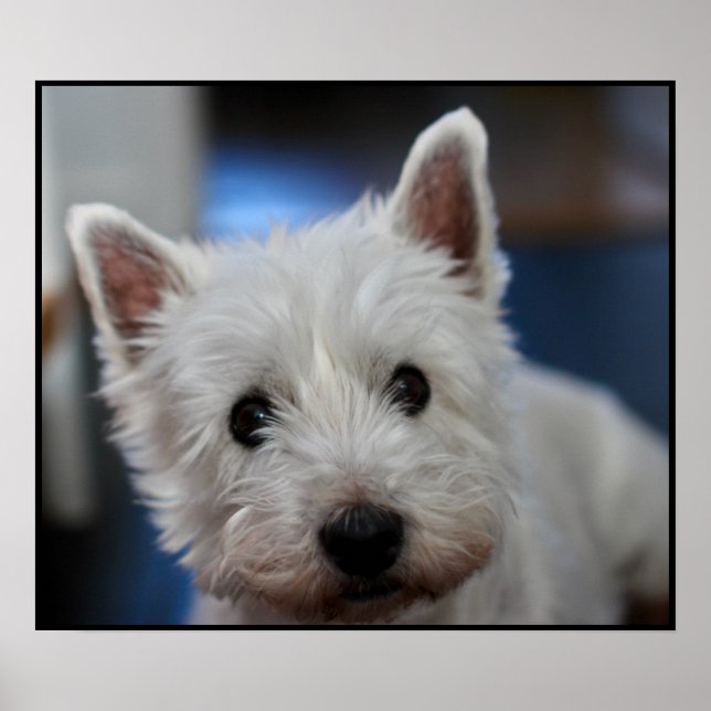 Ultra Cute Pestie Westie White Terrier Poster (Front)