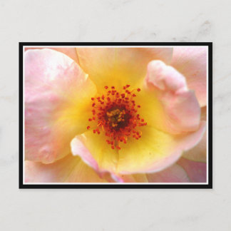 Ultra Flower Postcard