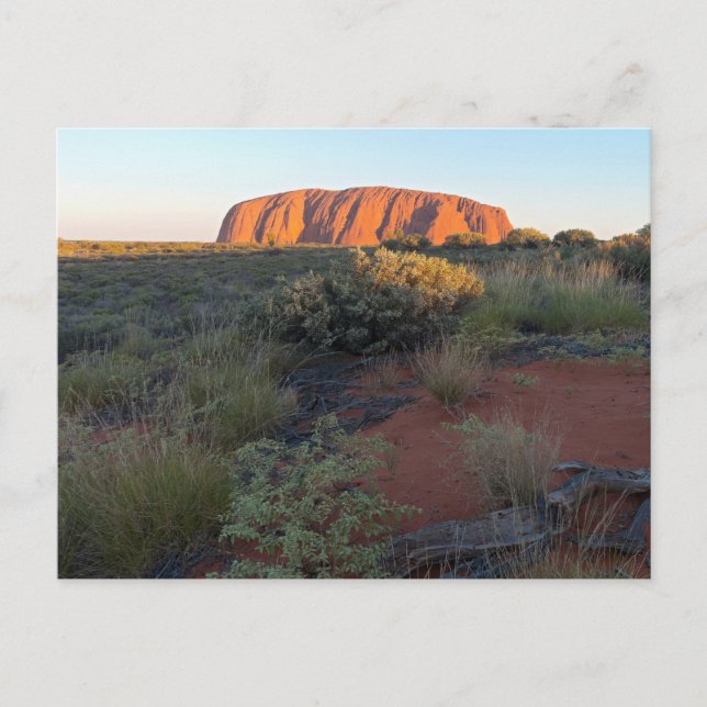 Uluru Sunrise and Desert Flora Postcard (Front)