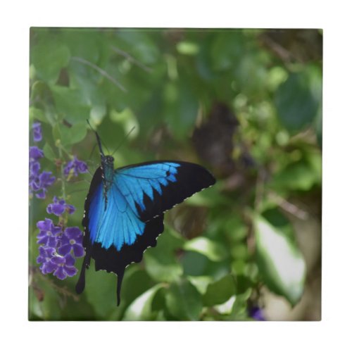 ULYSSES BLUE BUTTERFLY QUEENSLAND AUSTRALIA TILE