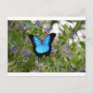 ULYSSES BUTTERFKY RURAL QUEENSLAND AUSTRALIA POSTCARD