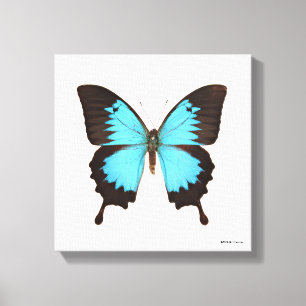 Ulysses Butterfly Canvas Print