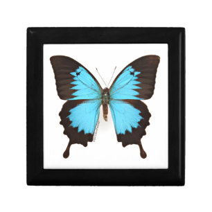 Ulysses Butterfly Gift Box