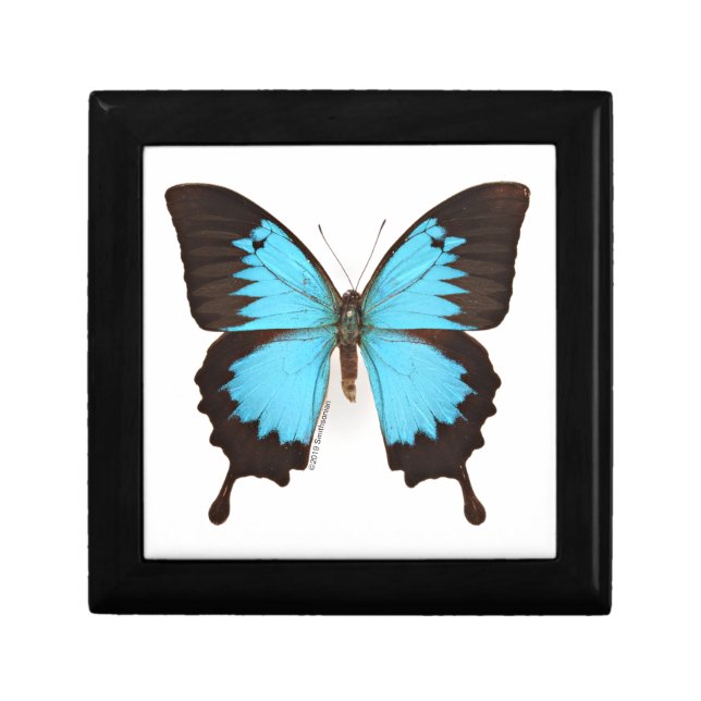 Ulysses Butterfly Gift Box (Front)