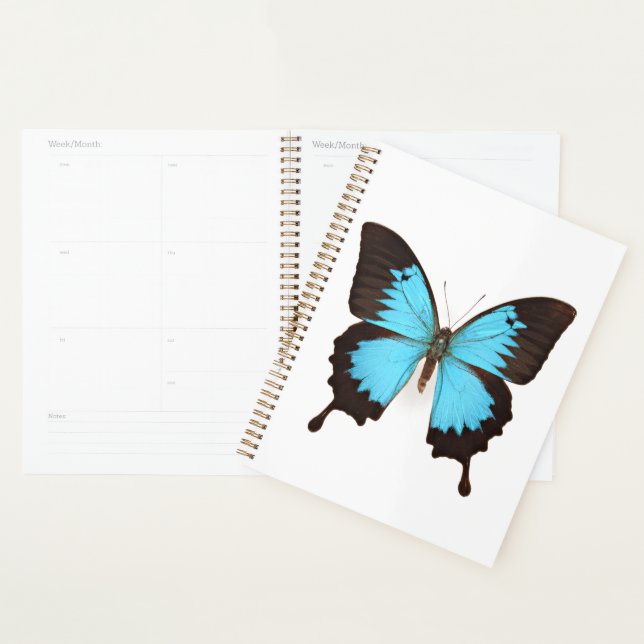 Ulysses Butterfly Planner (Display)