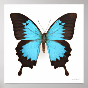 Ulysses Butterfly Poster