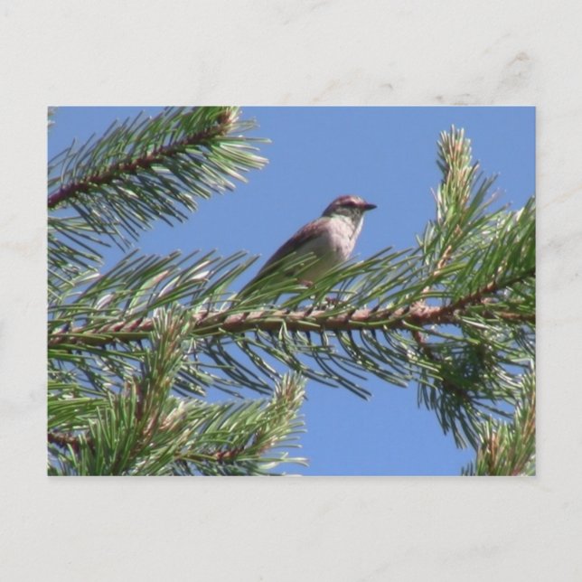 Umatilla National Forest  Fauna Birds Aves Animals Postcard (Front)