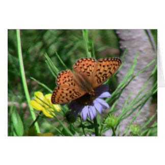 Umatilla Oregon  Insects / Arachnids Bugs Fauna Cards