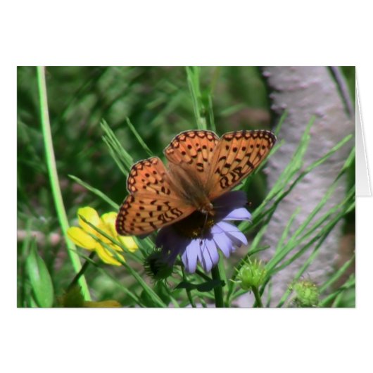 Umatilla Oregon  Insects / Arachnids Bugs Fauna Cards (Front Horizontal)