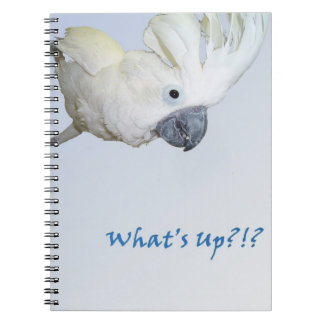 Umbrella Cockatoo asking Whats Up Notebook